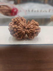 Garbh Gauri Rudraksha Java - Sacred Symbol of Maternal Harmony | Brahmatells - BrahmatellsStore