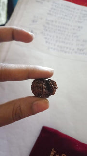 Garbh Gauri Rudraksha Java - Sacred Symbol of Maternal Harmony | Brahmatells - BrahmatellsStore