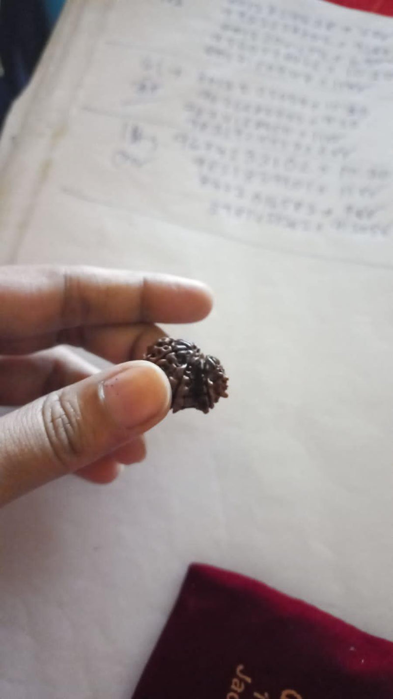 Garbh Gauri Rudraksha Java - Sacred Symbol of Maternal Harmony | Brahmatells - BrahmatellsStore