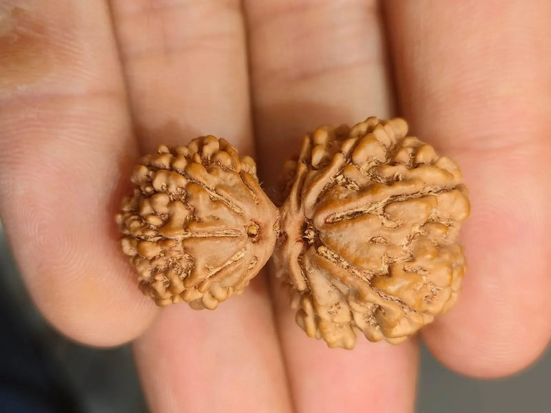 Garbh Gauri Rudraksha | Sacred Bead from Nepal - BrahmatellsStore