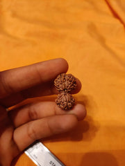 Garbh Gauri Rudraksha | Sacred Bead from Nepal - BrahmatellsStore