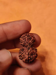 Garbh Gauri Rudraksha | Sacred Bead from Nepal - BrahmatellsStore