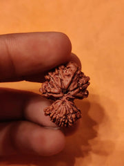 Garbh Gauri Rudraksha | Sacred Bead from Nepal - BrahmatellsStore