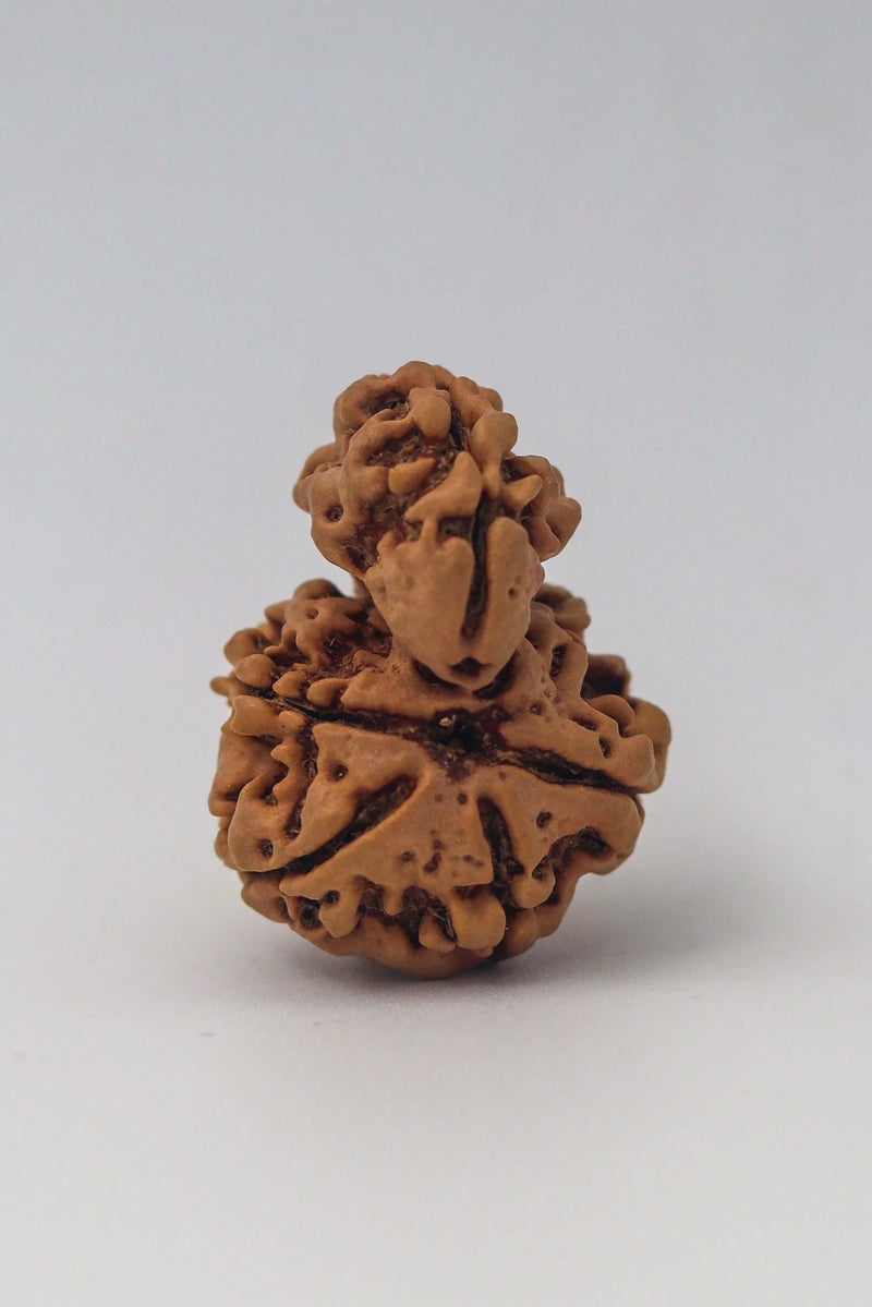 Garbh Gauri Rudraksha | Sacred Bead from Nepal - BrahmatellsStore