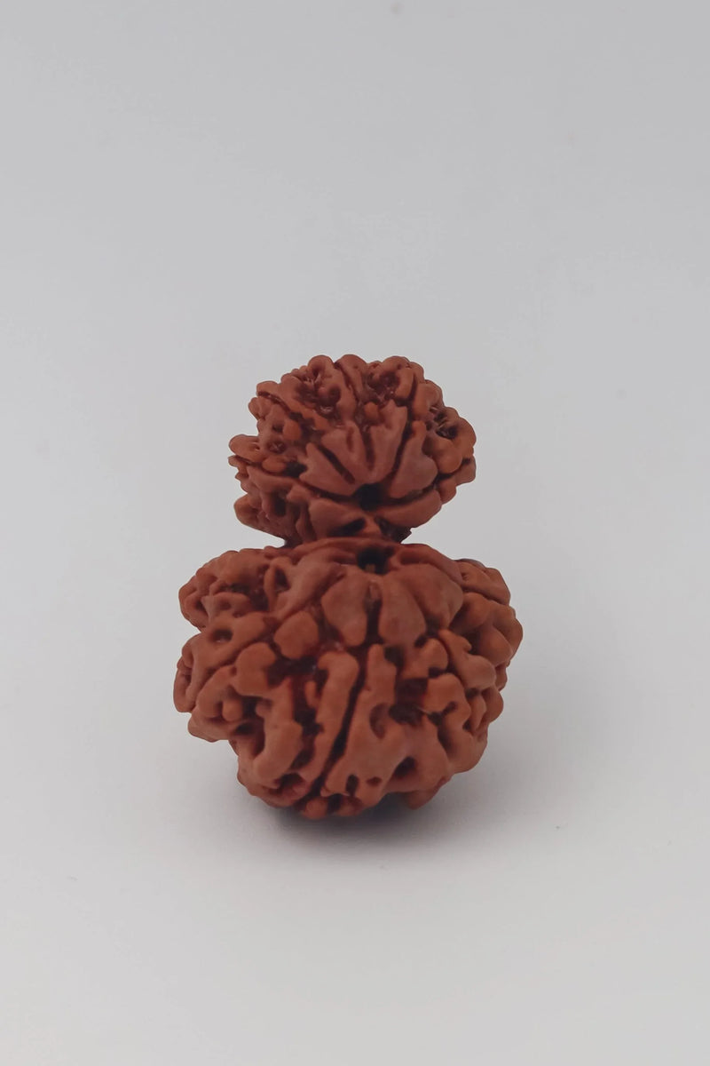 Garbh Gauri Rudraksha | Sacred Bead from Nepal - BrahmatellsStore