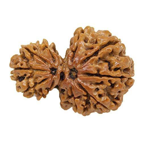 Garbh Gauri Rudraksha | Sacred Bead from Nepal - BrahmatellsStore