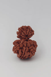 Garbh Gauri Rudraksha | Sacred Bead from Nepal - BrahmatellsStore