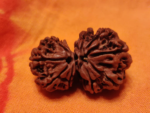 Garbh Gauri Rudraksha | Sacred Bead from Nepal - BrahmatellsStore