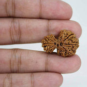 Garbh Gauri Rudraksha | Sacred Bead from Nepal - BrahmatellsStore