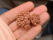 Garbh Gauri Rudraksha | Sacred Bead from Nepal - BrahmatellsStore