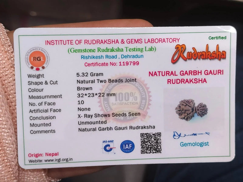 Garbh Gauri Rudraksha | Sacred Bead from Nepal - BrahmatellsStore