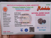 Garbh Gauri Rudraksha | Sacred Bead from Nepal - BrahmatellsStore