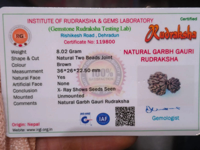 Garbh Gauri Rudraksha | Sacred Bead from Nepal - BrahmatellsStore