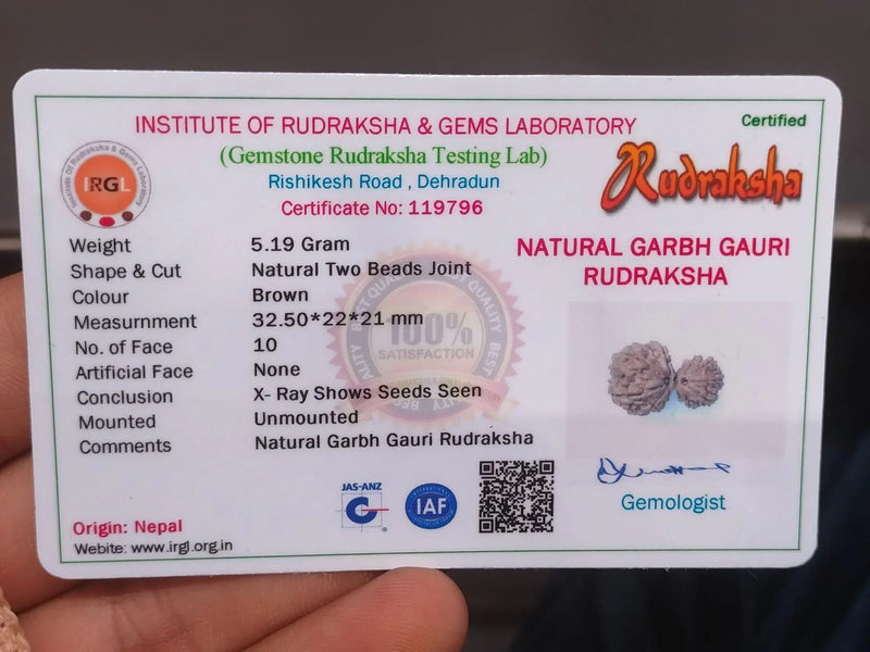 Garbh Gauri Rudraksha | Sacred Bead from Nepal - BrahmatellsStore