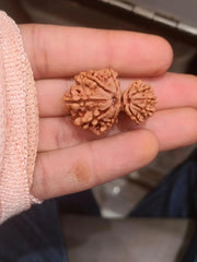 Garbh Gauri Rudraksha | Sacred Bead from Nepal - BrahmatellsStore