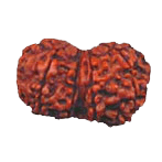 Gauri-Shankar Rudraksha - Uniting Shiva and Shakti | Brahmatells - BrahmatellsStore