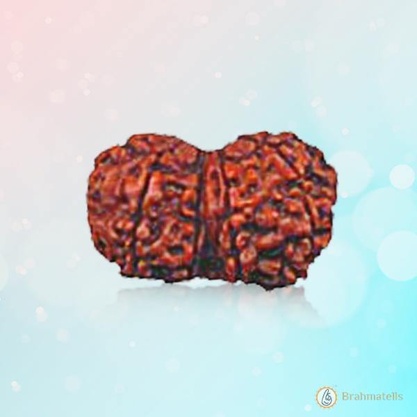 Gauri-Shankar Rudraksha - Uniting Shiva and Shakti | Brahmatells - BrahmatellsStore