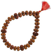 Gauri Shanker Rudraksha Mala for Spiritual Harmony | Brahmatells - BrahmatellsStore