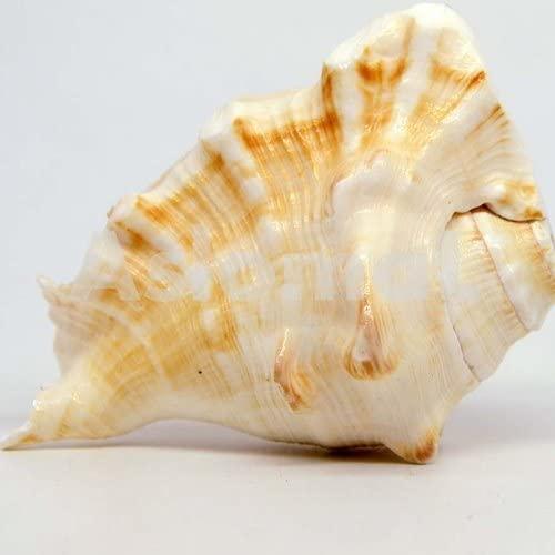 GAYATRI 5 Mukhi Blowing Shankh - Serene Oceanic Conch Shell | Brahmatells - BrahmatellsStore