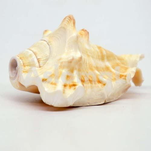 GAYATRI 5 Mukhi Blowing Shankh - Serene Oceanic Conch Shell | Brahmatells - BrahmatellsStore