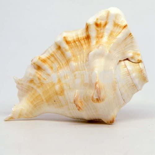 GAYATRI 5 Mukhi Blowing Shankh - Serene Oceanic Conch Shell | Brahmatells - BrahmatellsStore