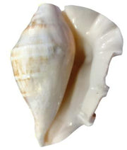 GAYATRI 5 Mukhi Blowing Shankh - Serene Oceanic Conch Shell | Brahmatells - BrahmatellsStore