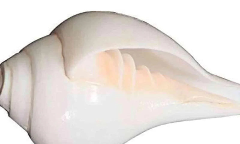 Gayatri Pooja Shankh: Enhance Your Spiritual Practice | Brahmatells - BrahmatellsStore