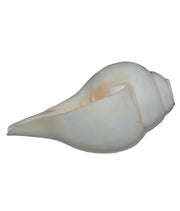 Gayatri Pooja Shankh: Enhance Your Spiritual Practice | Brahmatells - BrahmatellsStore