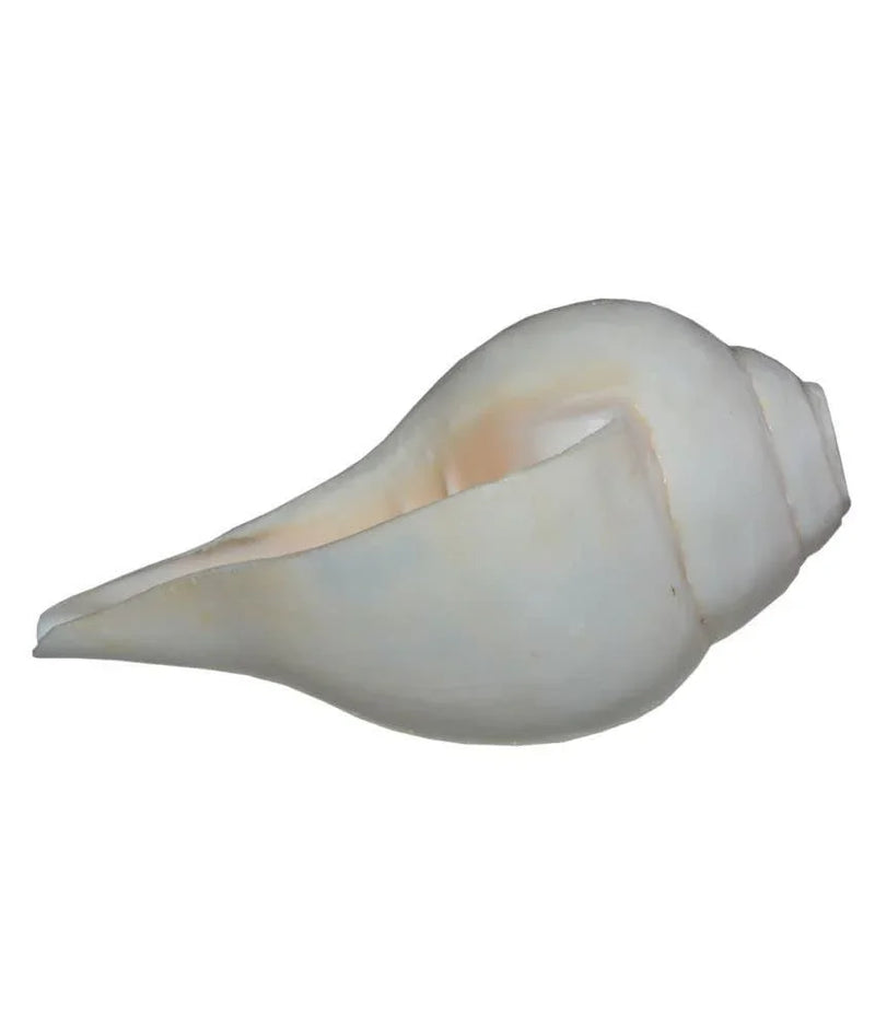 Gayatri Pooja Shankh: Enhance Your Spiritual Practice | Brahmatells - BrahmatellsStore