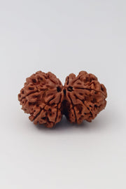 Harmonize with Gauri Shankar Rudraksha - Divine Love & Unity | Brahmatells - BrahmatellsStore