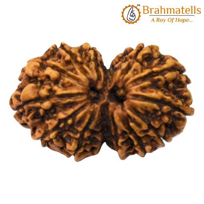 Harmonize with Gauri Shankar Rudraksha - Divine Love & Unity | Brahmatells - BrahmatellsStore