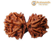 Harmonize with Gauri Shankar Rudraksha - Divine Love & Unity | Brahmatells - BrahmatellsStore