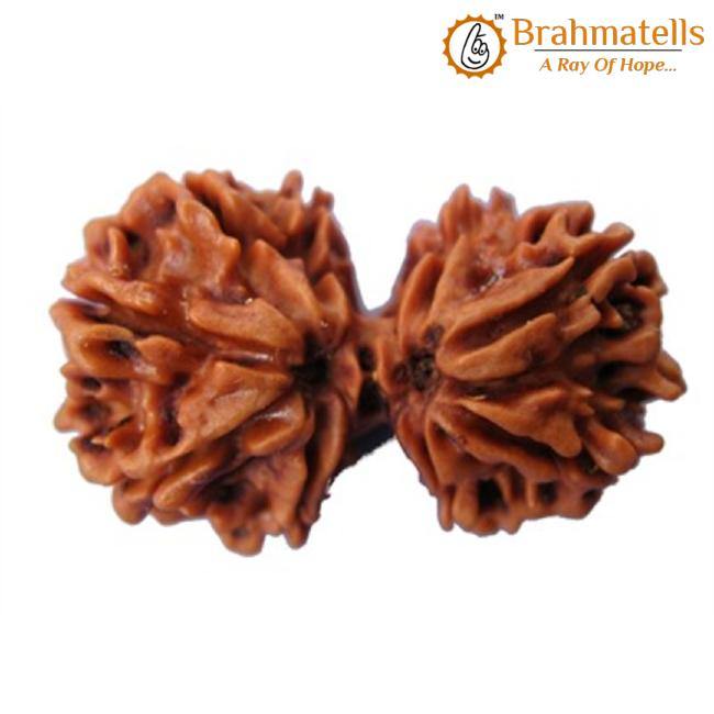 Harmonize with Gauri Shankar Rudraksha - Divine Love & Unity | Brahmatells - BrahmatellsStore