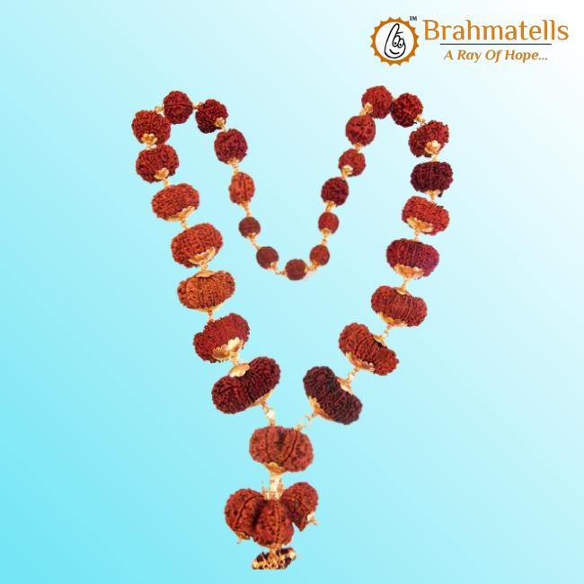 Indrakshi Mala with 1-21 Mukhi Rudrakshas - Divine Energy Spectrum | Brahmatells - BrahmatellsStore