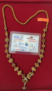 Indrakshi Mala with 1-21 Mukhi Rudrakshas - Divine Energy Spectrum | Brahmatells - BrahmatellsStore