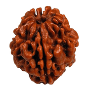 Java-Origin 2 Mukhi Rudraksha Bead | Balance & Unity | Brahmatells - BrahmatellsStore