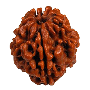 Java-Origin 2 Mukhi Rudraksha Bead | Balance & Unity | Brahmatells - BrahmatellsStore