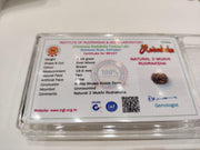 Java-Origin 2 Mukhi Rudraksha Bead | Balance & Unity | Brahmatells - BrahmatellsStore