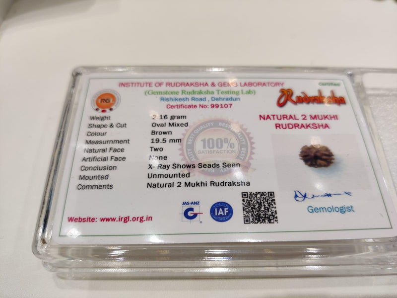 Java-Origin 2 Mukhi Rudraksha Bead | Balance & Unity | Brahmatells - BrahmatellsStore