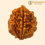 Java-Origin 2 Mukhi Rudraksha Bead | Balance & Unity | Brahmatells - BrahmatellsStore