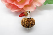 Libra Exclusive Rudraksh - 13 Mukhi Nepal Bead for Balance & Charm | Brahmatells - BrahmatellsStore