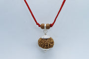 Libra Exclusive Rudraksh - 13 Mukhi Nepal Bead for Balance & Charm | Brahmatells - BrahmatellsStore