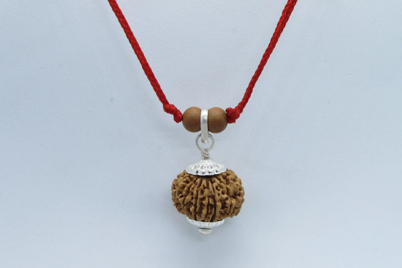 Libra Exclusive Rudraksh - 13 Mukhi Nepal Bead for Balance & Charm | Brahmatells - BrahmatellsStore