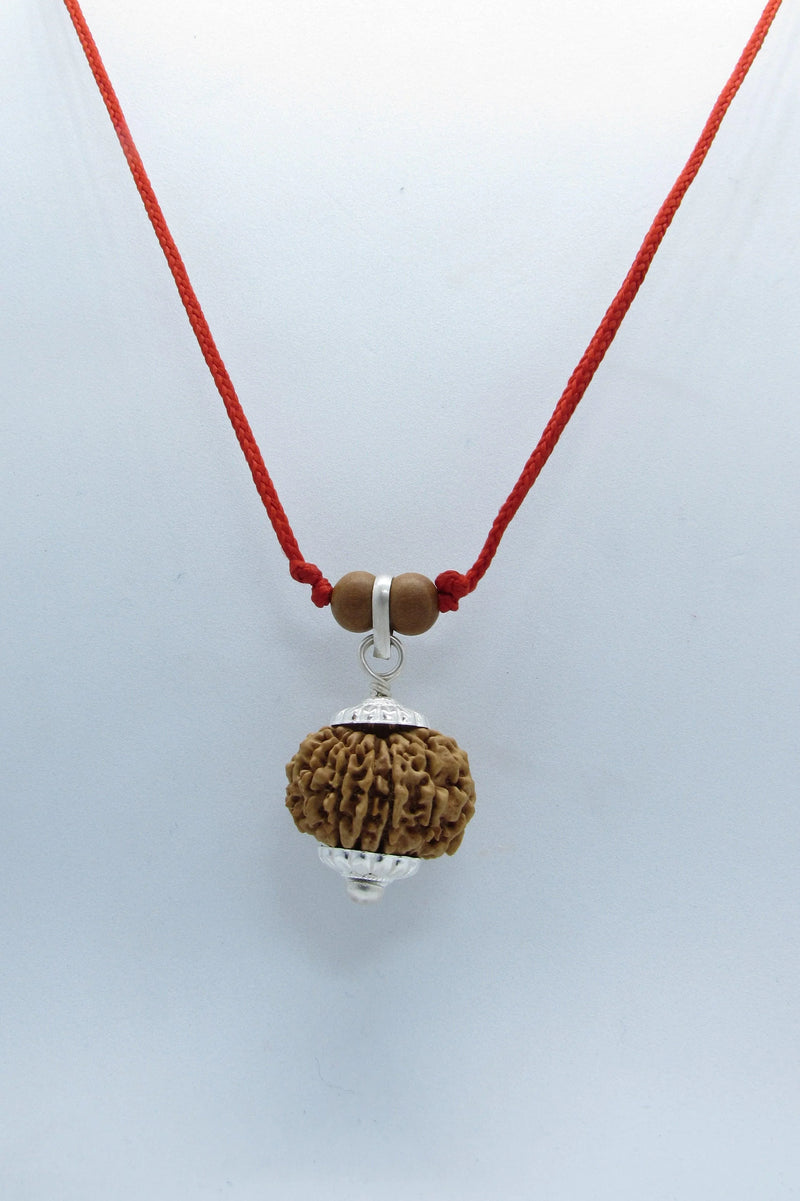 Libra Exclusive Rudraksh - 13 Mukhi Nepal Bead for Balance & Charm | Brahmatells - BrahmatellsStore