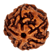 Light Brown 5 Mukhi Rudraksha Bead - Embrace Kaalagni Rudra's Essence | Brahmatells - BrahmatellsStore