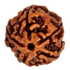 Light Brown 5 Mukhi Rudraksha Bead - Embrace Kaalagni Rudra's Essence | Brahmatells - BrahmatellsStore