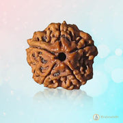 Light Brown 5 Mukhi Rudraksha Bead - Embrace Kaalagni Rudra's Essence | Brahmatells - BrahmatellsStore