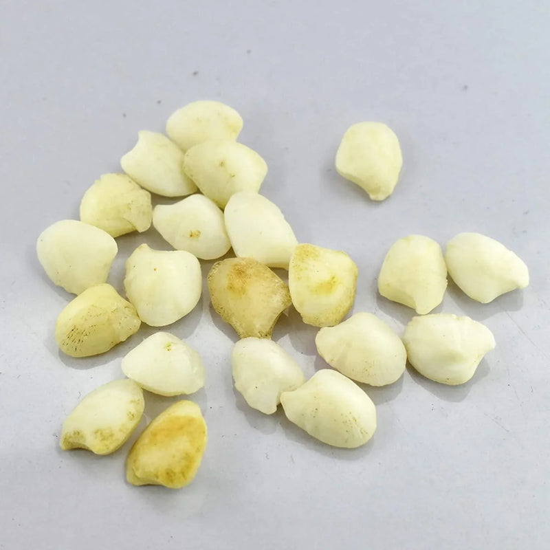 Machmani Stone - BrahmatellsStore