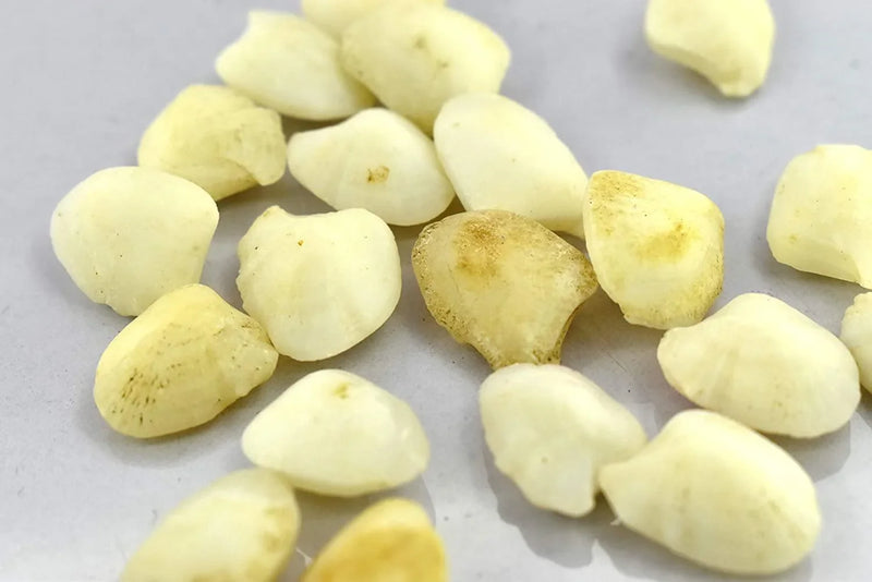 Machmani Stone - BrahmatellsStore