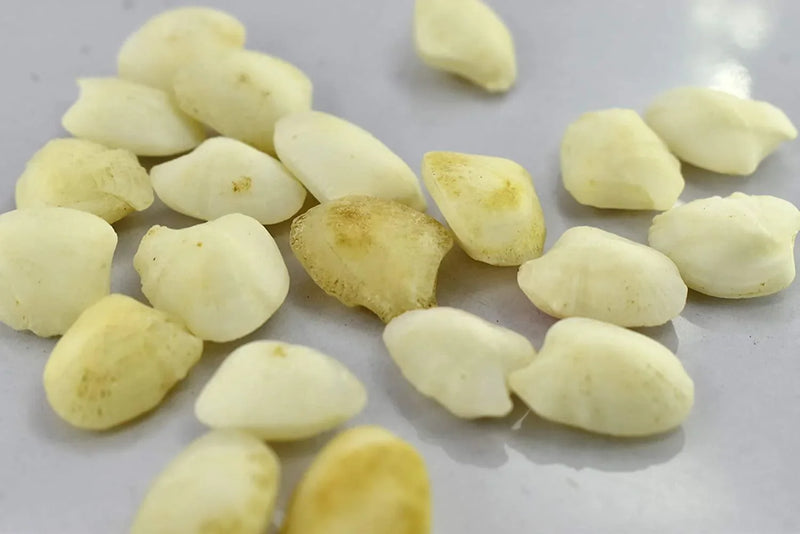 Machmani Stone - BrahmatellsStore